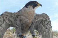 /album/aves-em-movimento/falc%c3%a3o-peregrino-jpg/